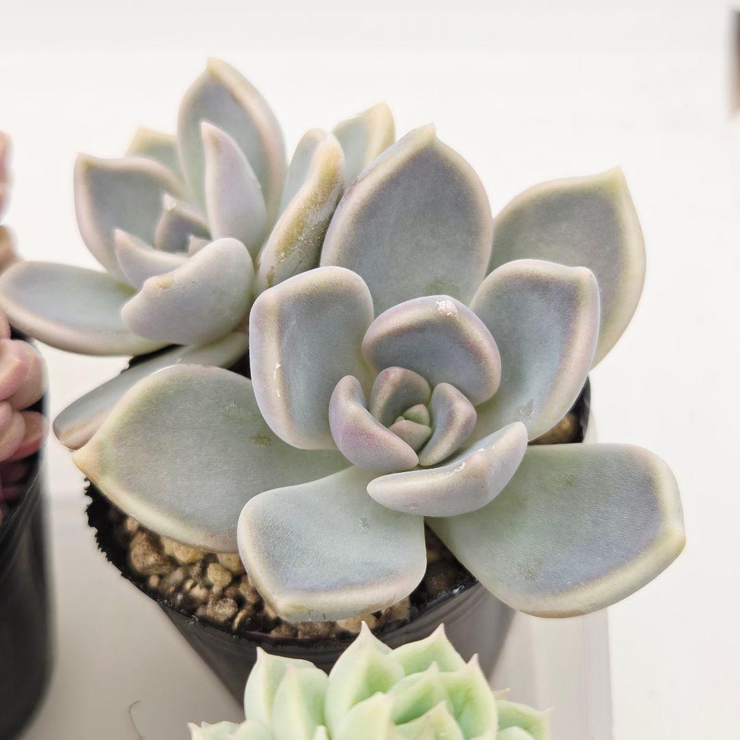 みー❀✼❅様全16苗⑧つぶつぶ屋さん キャラット❣️あられ❣️発根済