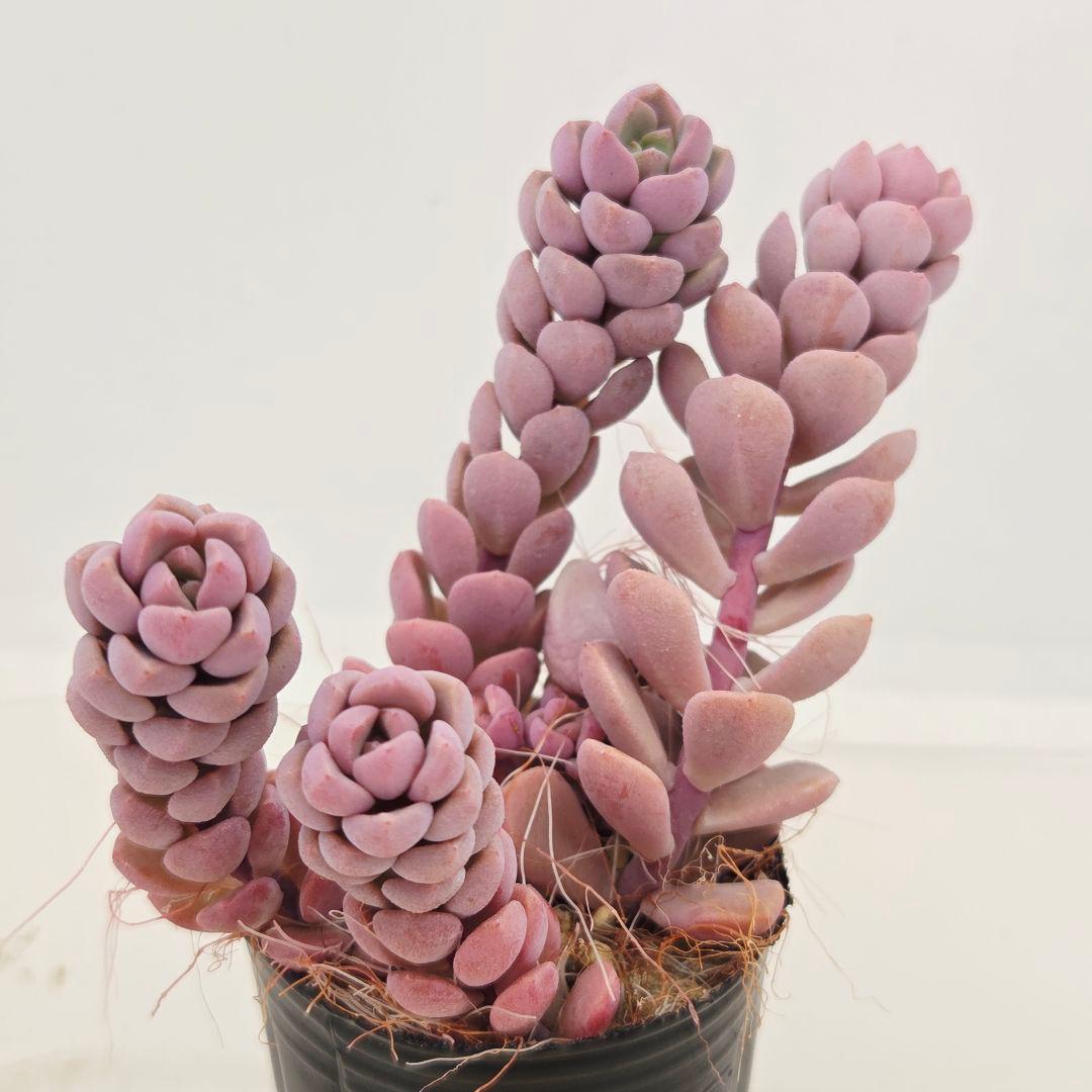 みー❀✼❅様全16苗⑧つぶつぶ屋さん キャラット❣️あられ❣️発根済