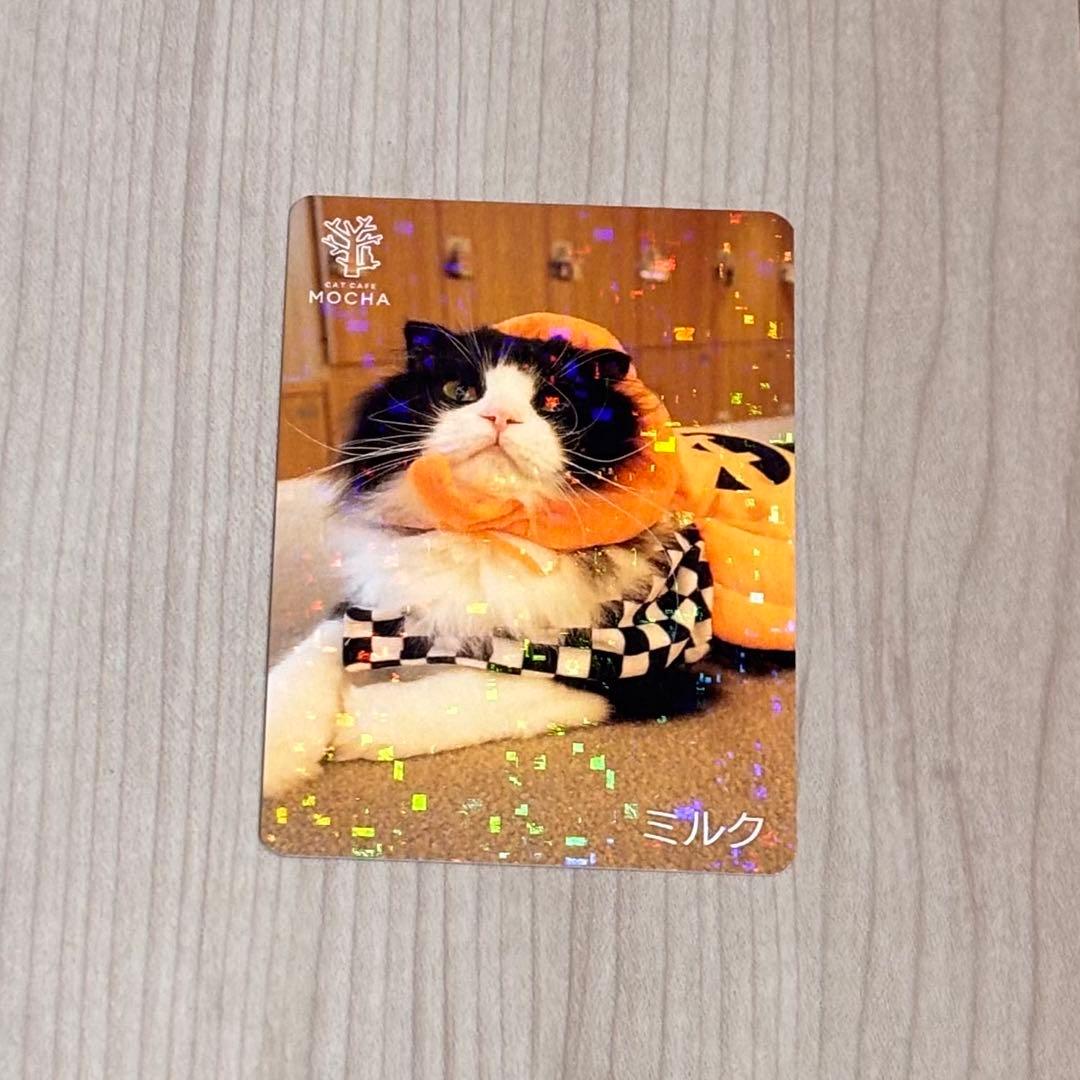 猫カフェmocha 梅田店 2024秋トレカ(バラ売り可⭕️) - メルカリ