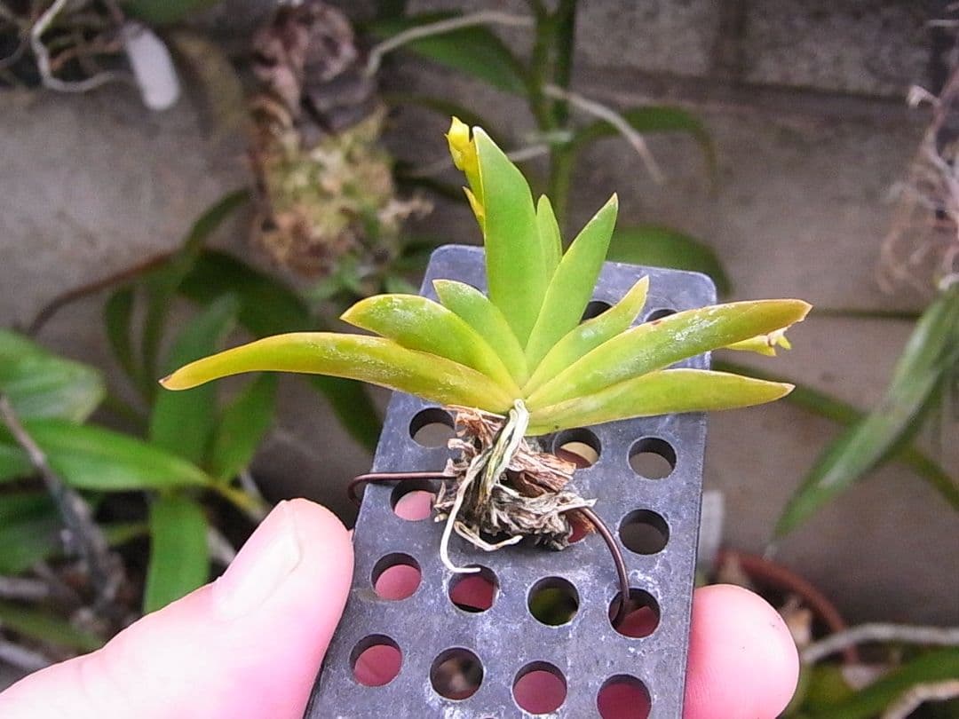 辻勲原種カトレアの世界―南米への熱き想い 辻勲原種カトレア