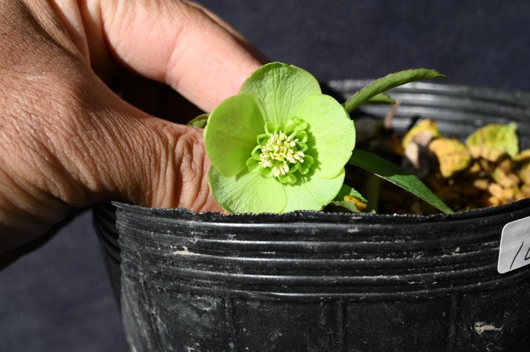 クリスマスローズ ワイルドコレクション 加藤農園 - メルカリ