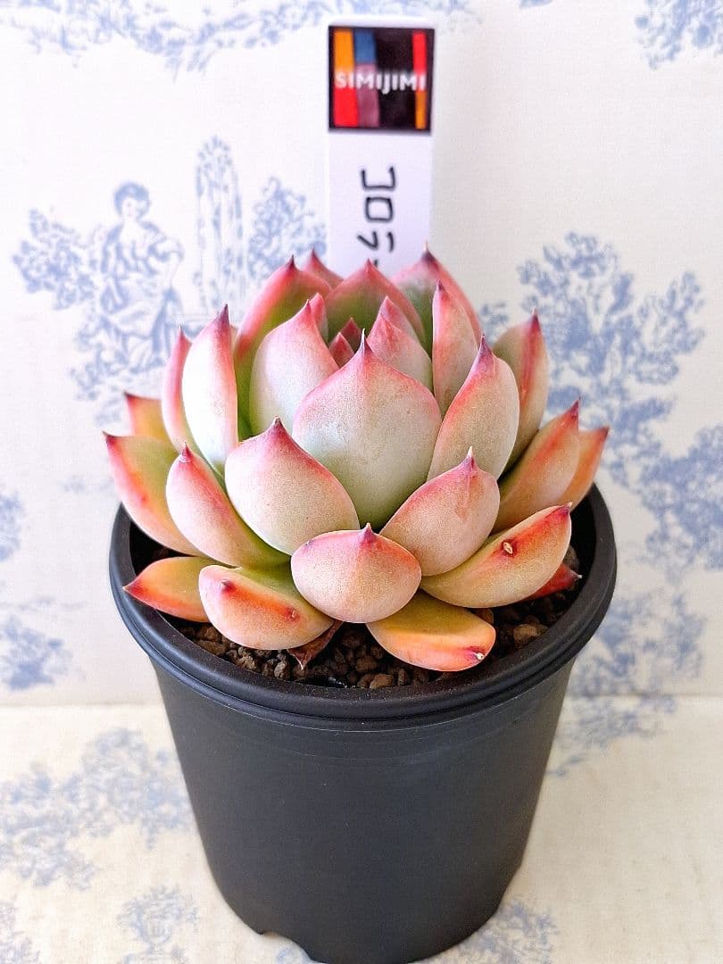 simijimiさん苗コロラータデザートハーモニー札付きポットごとメルカリ