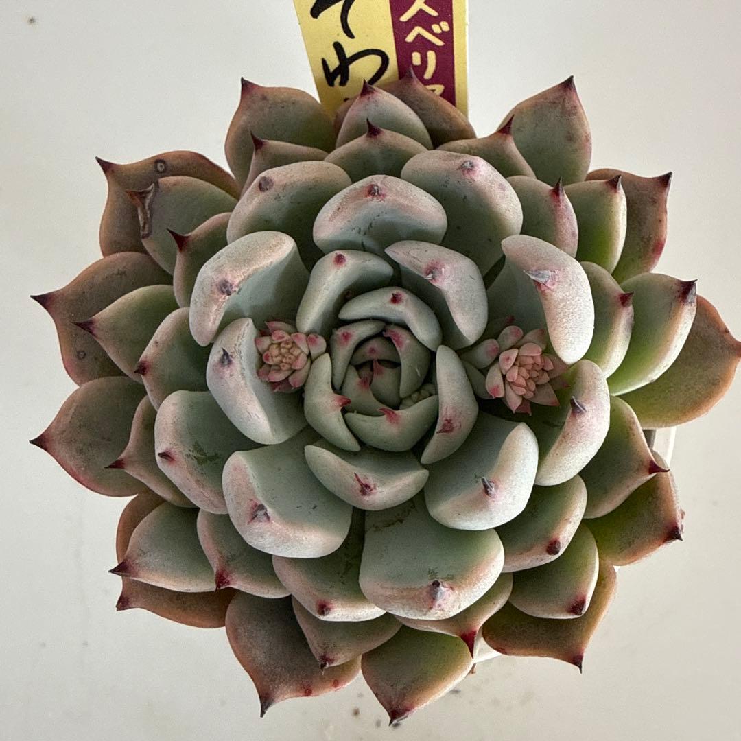 ミックスベリア　おらいさん苗　そわそわ　札付き　鉢ごと