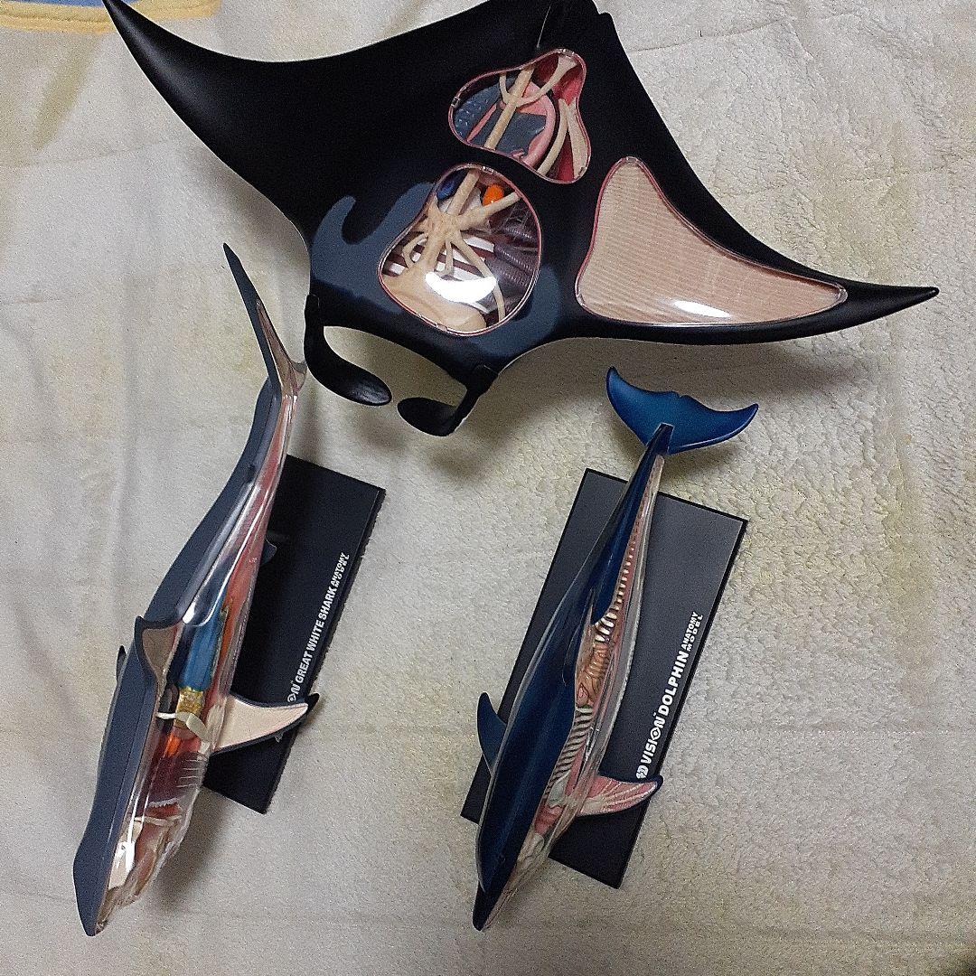 4D-VISON　マンタ　イルカ　サメ　フィギュア　解剖模型　パズル　3体セット