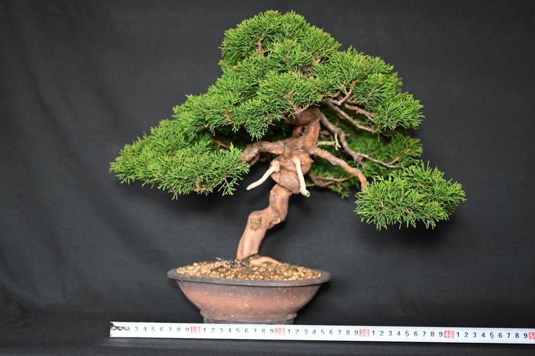 武*典様 糸魚川真柏　盆栽