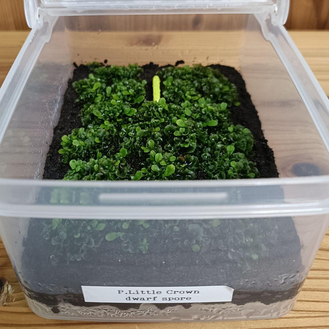 P.little crown dwarf 前葉体