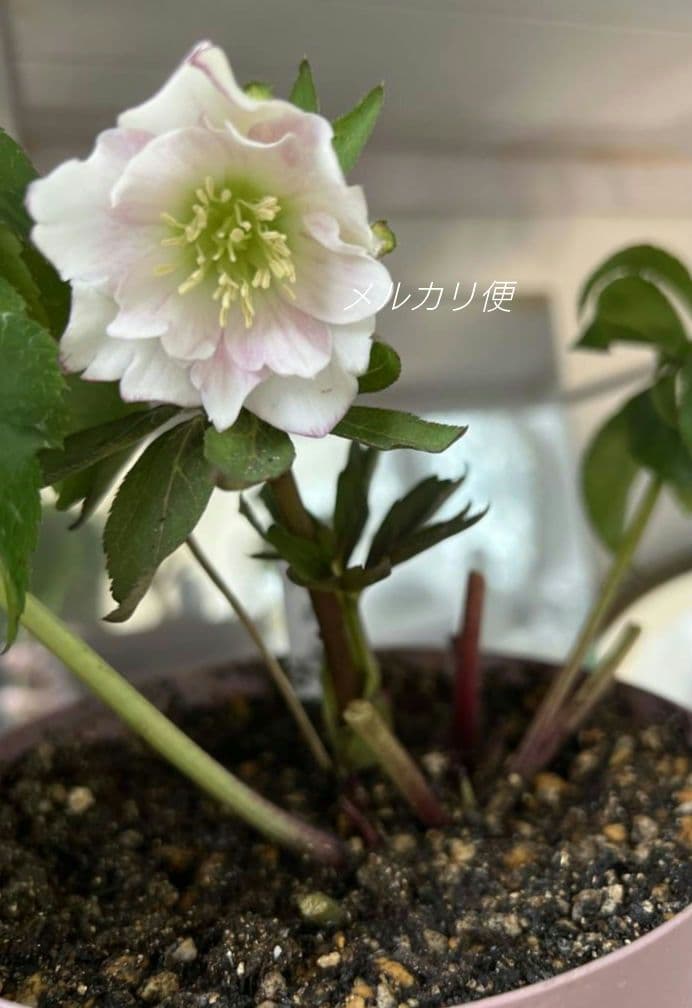 クリスマスローズ ポーセリンhyb 苗 株分け 大木ナーセリーさん - メルカリ