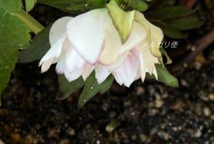 クリスマスローズ ポーセリンhyb 苗 株分け 大木ナーセリーさん - メルカリ