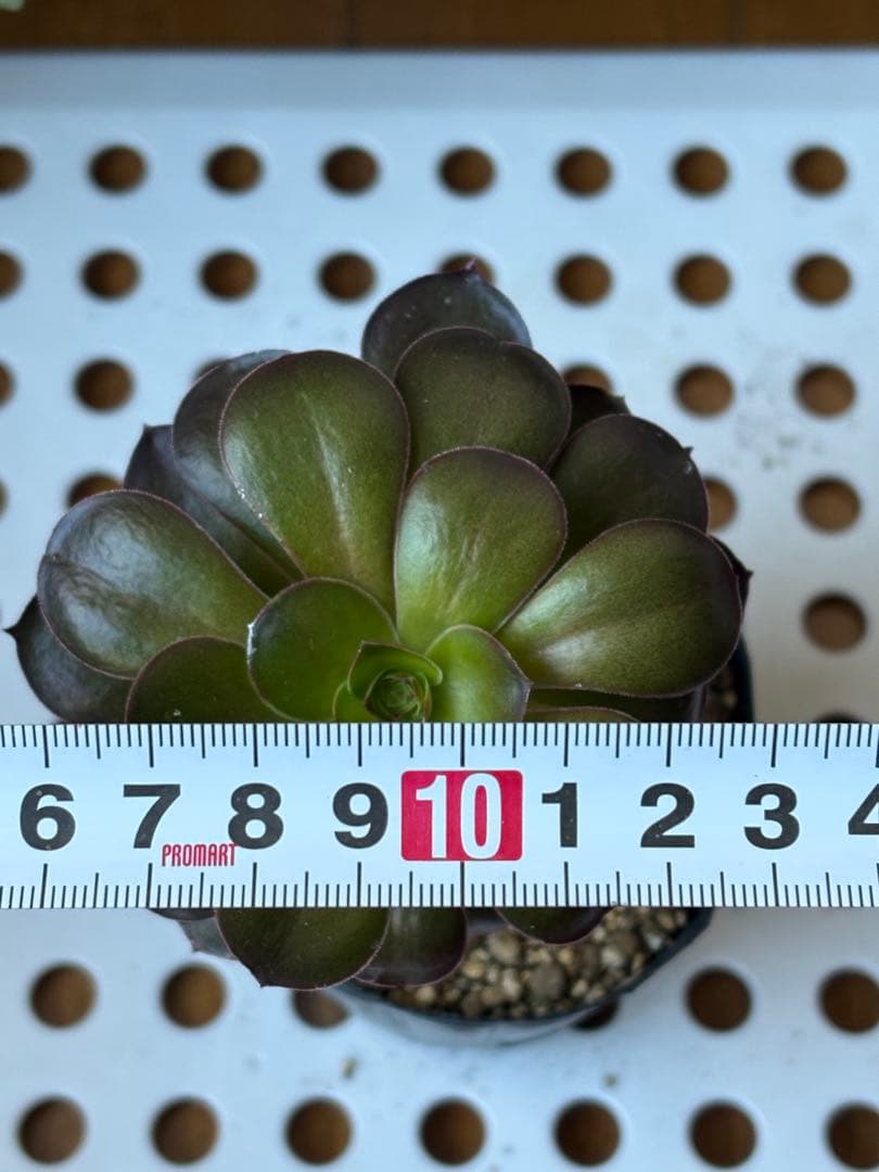 アエオニウム 魅金ローズ 抜き苗 - メルカリ