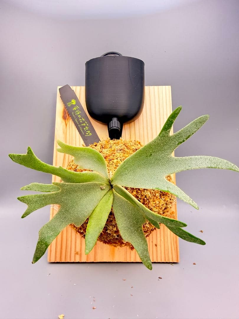 しーあ　激大　ビカクシダP.willinckii Golden Boy