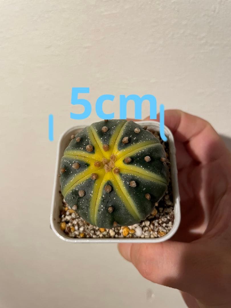 サボテン アストロフィツム ドーナツ兜 スイカポケット 兜錦実生 特選