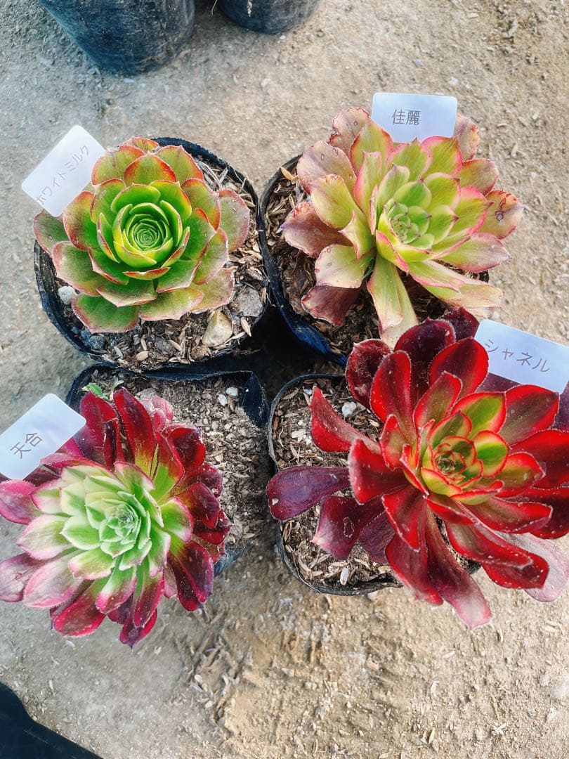 A20 多肉植物 アエオニウム 抜き苗 4種セット - メルカリ