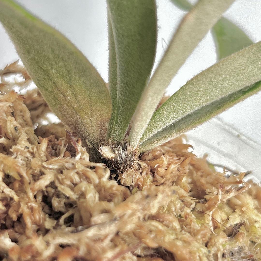 メルカリ便】P. Willinckii Omg(spore) 【V6】 - メルカリ