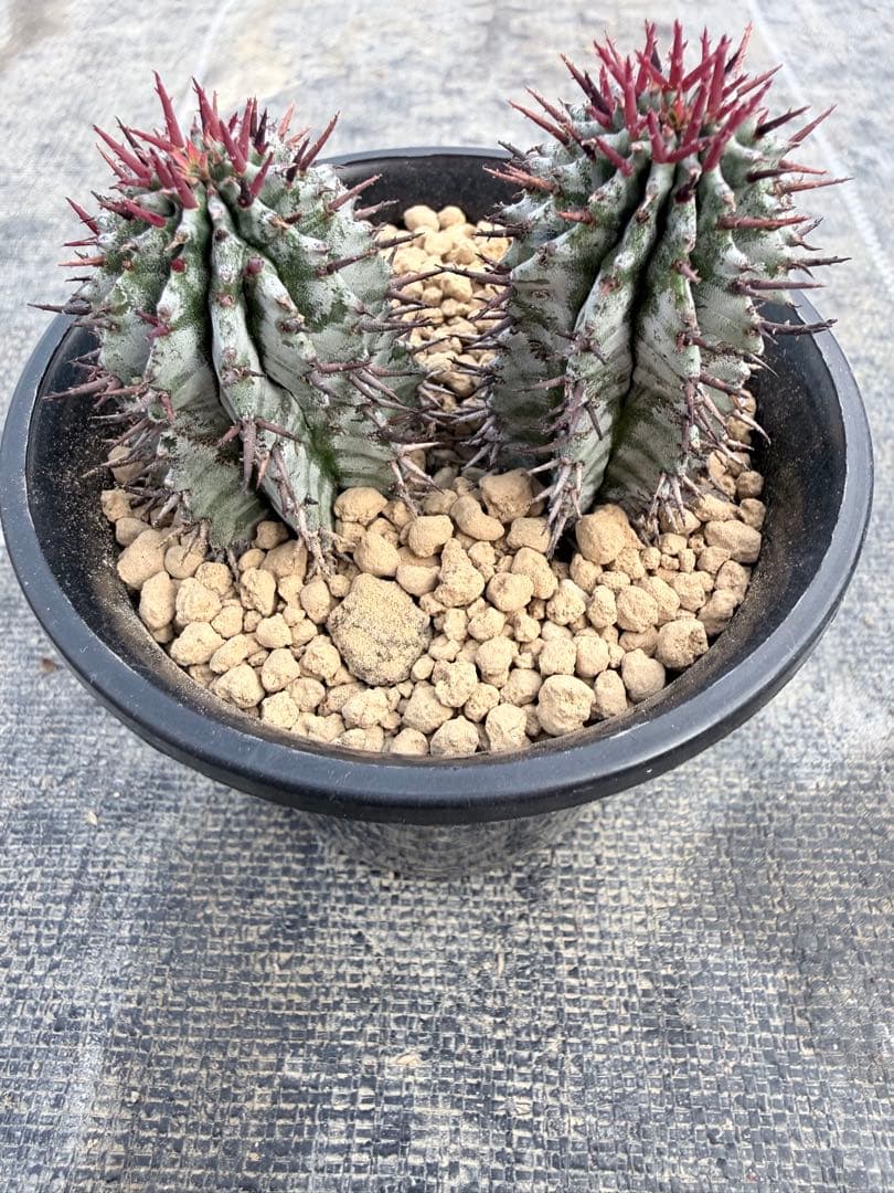 めぐる ZX-25R 550ホイ―ル 開発秘話 - バイクマン ニュース