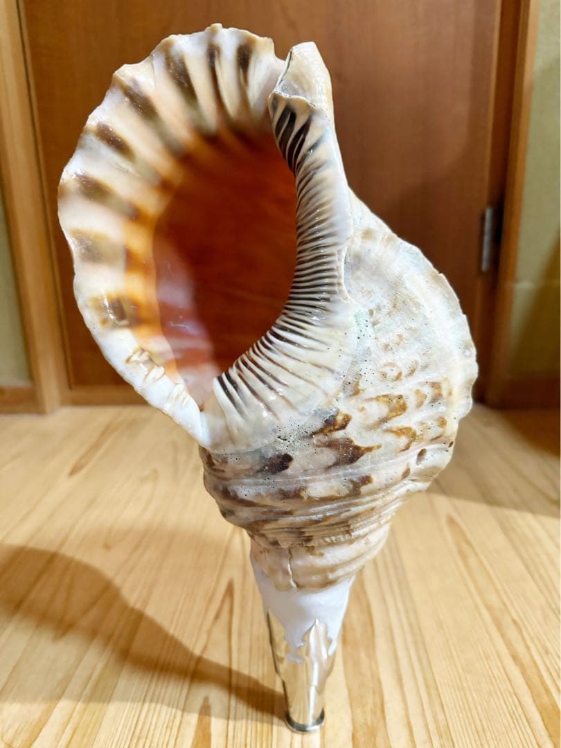 大型38㎝修験道法螺貝　山伏　密教　魔除け　熊よけ❣️ほら貝　ホラガイ