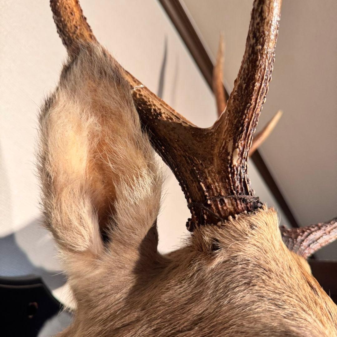 ハンティングトロフィー 鹿の剥製 壁掛けインテリア ニホンジカ 鹿