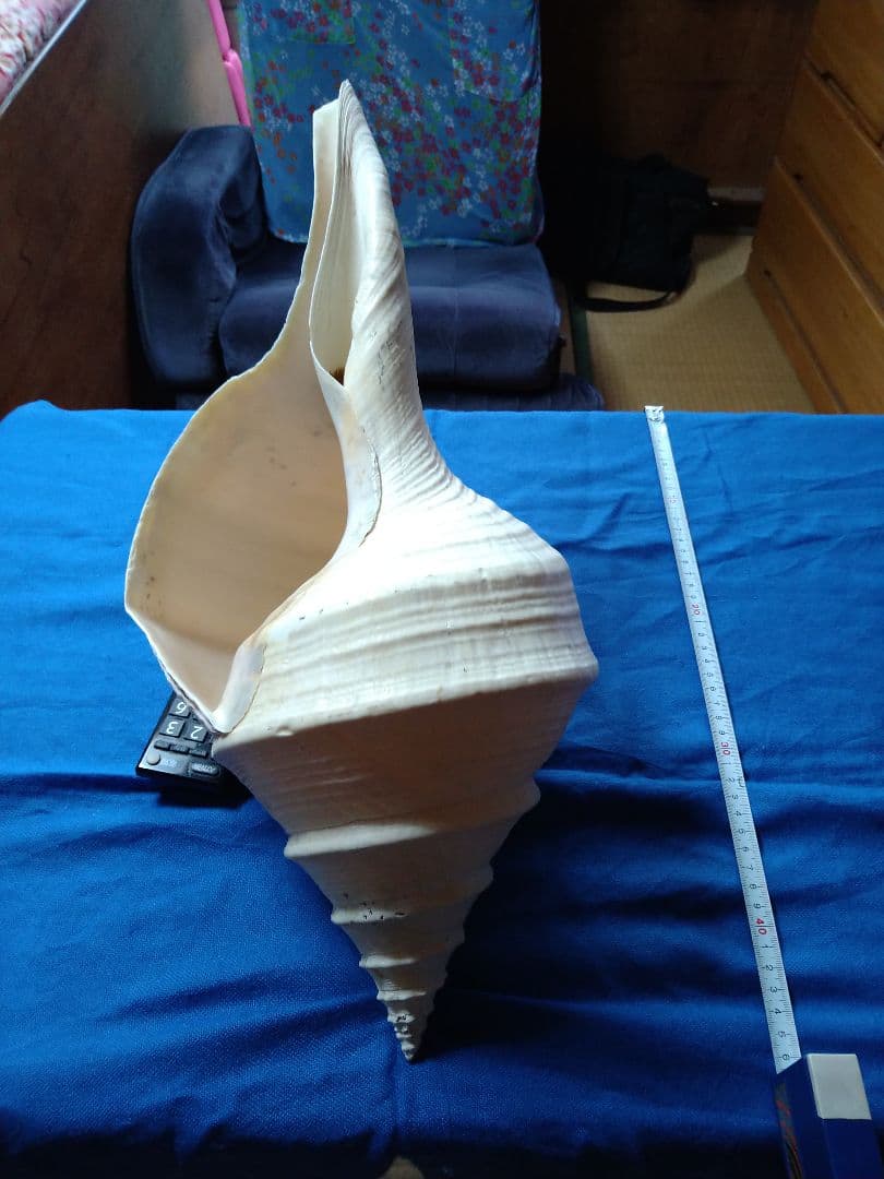 大きな巻貝 約60cm