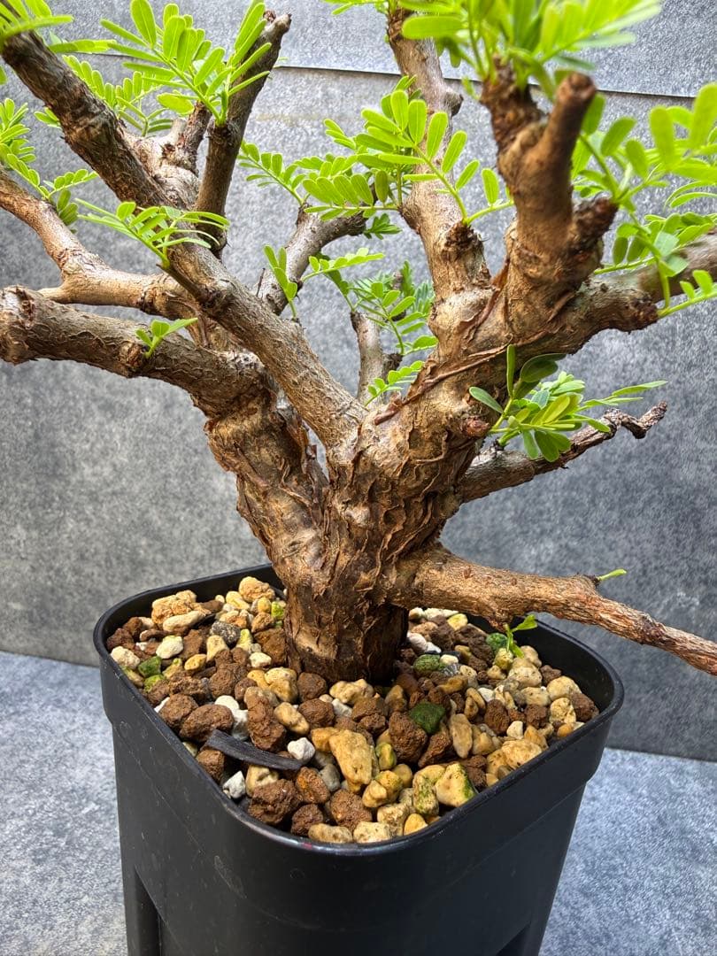 センナ メリディオナリス 海外実生 発根済み 499 - メルカリ