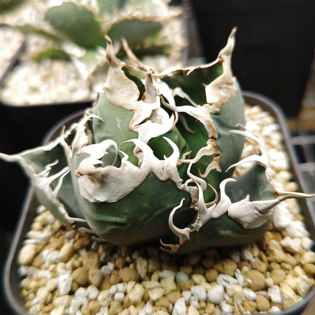 アガベ　チタノタ　悪魔　スーパーチタノタ　中株