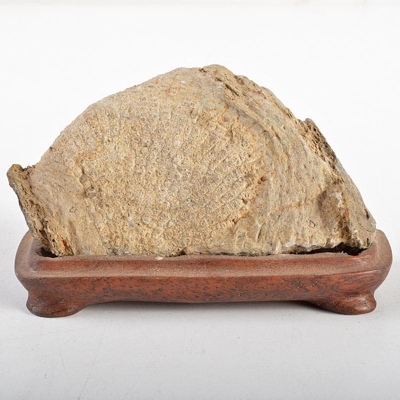 鑑賞石　天然石　ハチノスサンゴ化石　デボン紀　唐木台付　C　R5967