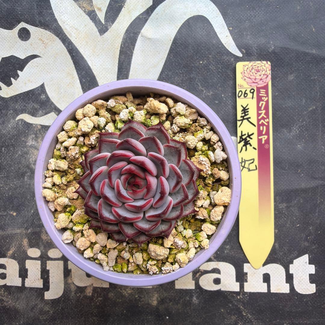 おらいさん苗　ミックスベリア　美紫妃　札付き　鉢ごと発送