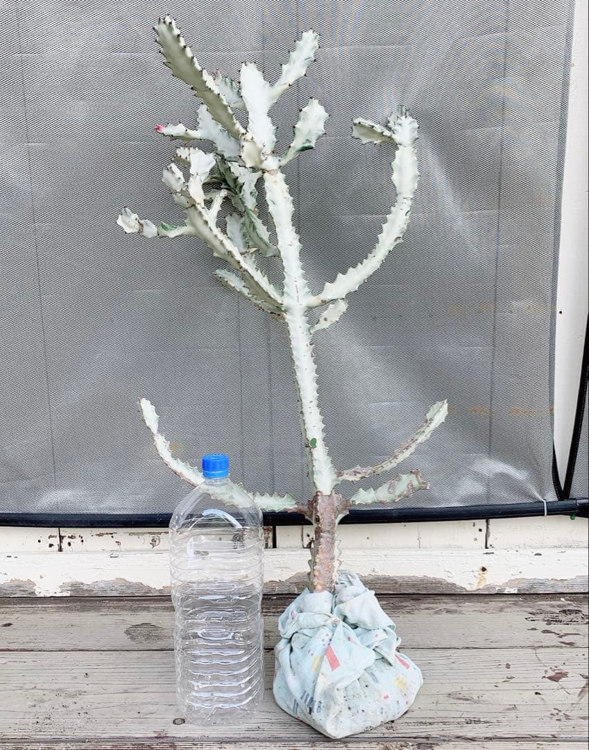 【超特大・希少】ユーフォルビア ホワイトゴースト 80cm 抜き苗 木質化あり