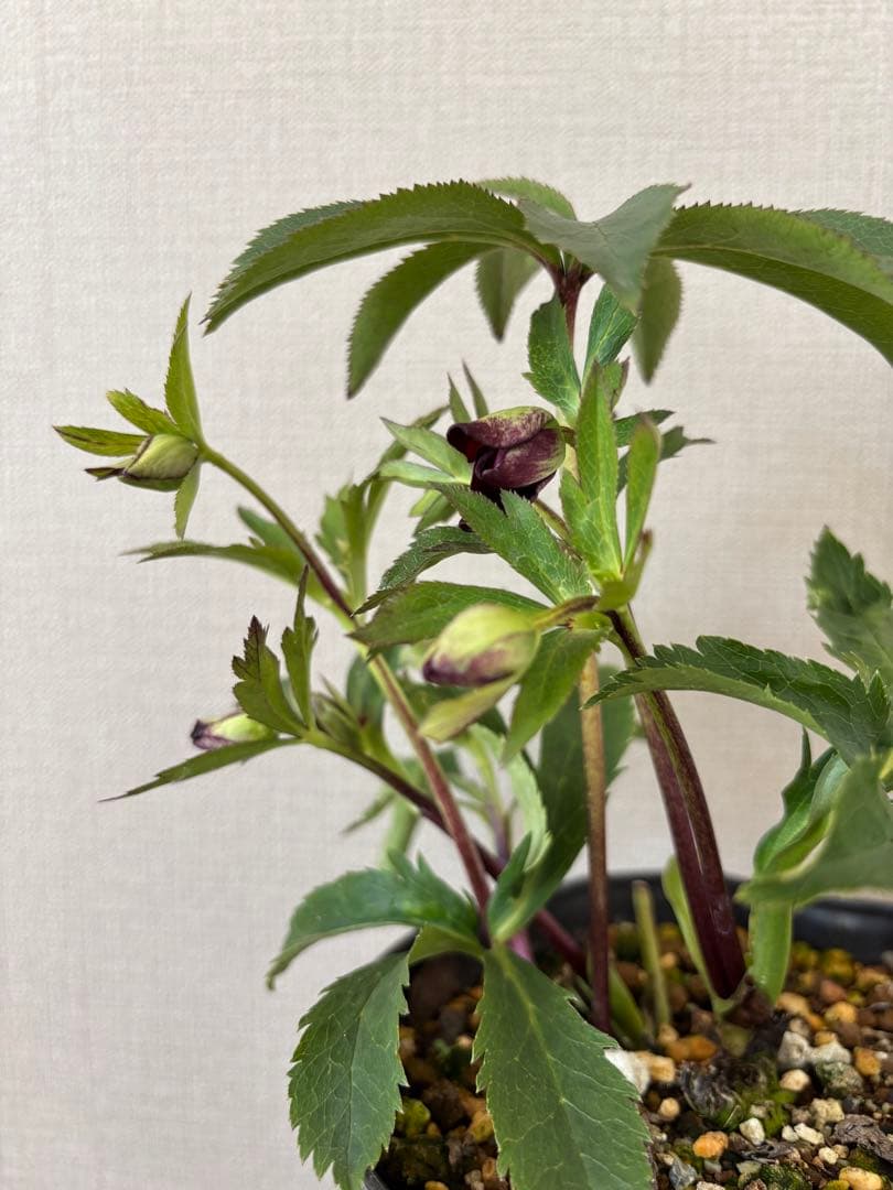 7 広瀬園芸 クリスマスローズ クレオパトラリバーシブルレッド 株分