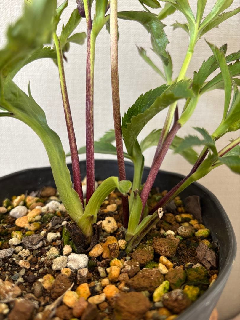 7 広瀬園芸 クリスマスローズ クレオパトラリバーシブルレッド 株分