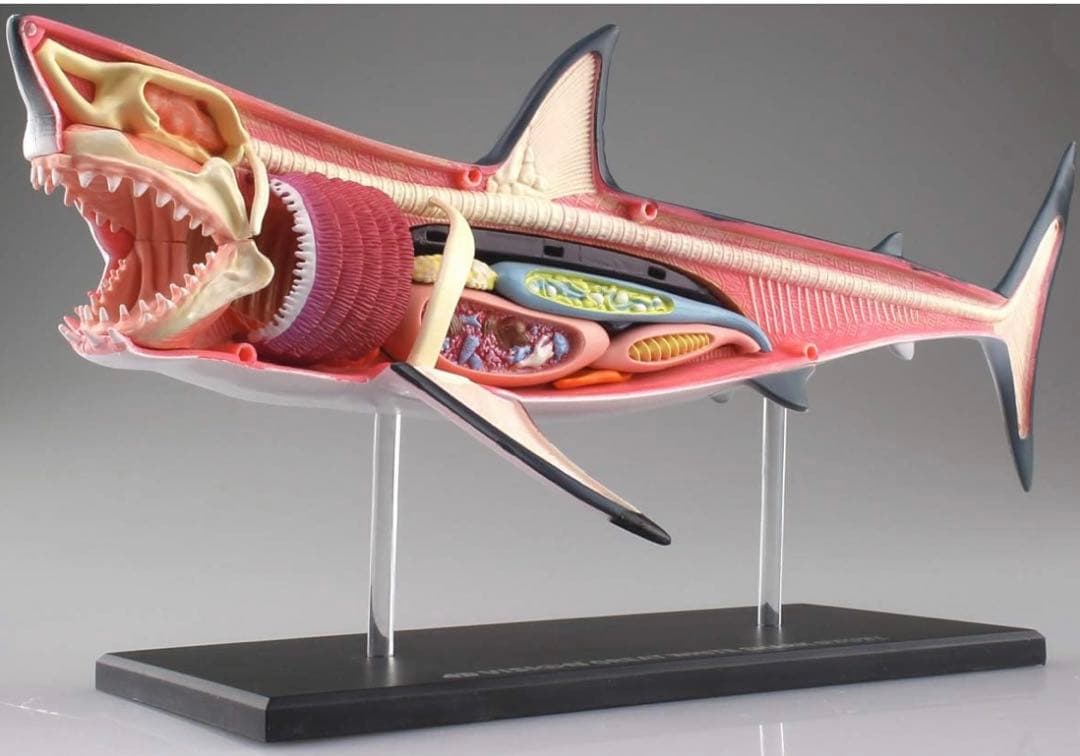 スカイネット 立体パズル 4D VISION 動物解剖 ホホジロ鮫 サメ - メルカリ