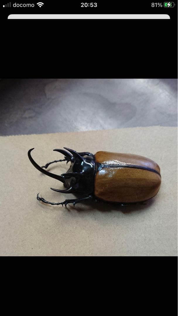 ゴホンヅノカブト♂標本 - メルカリ