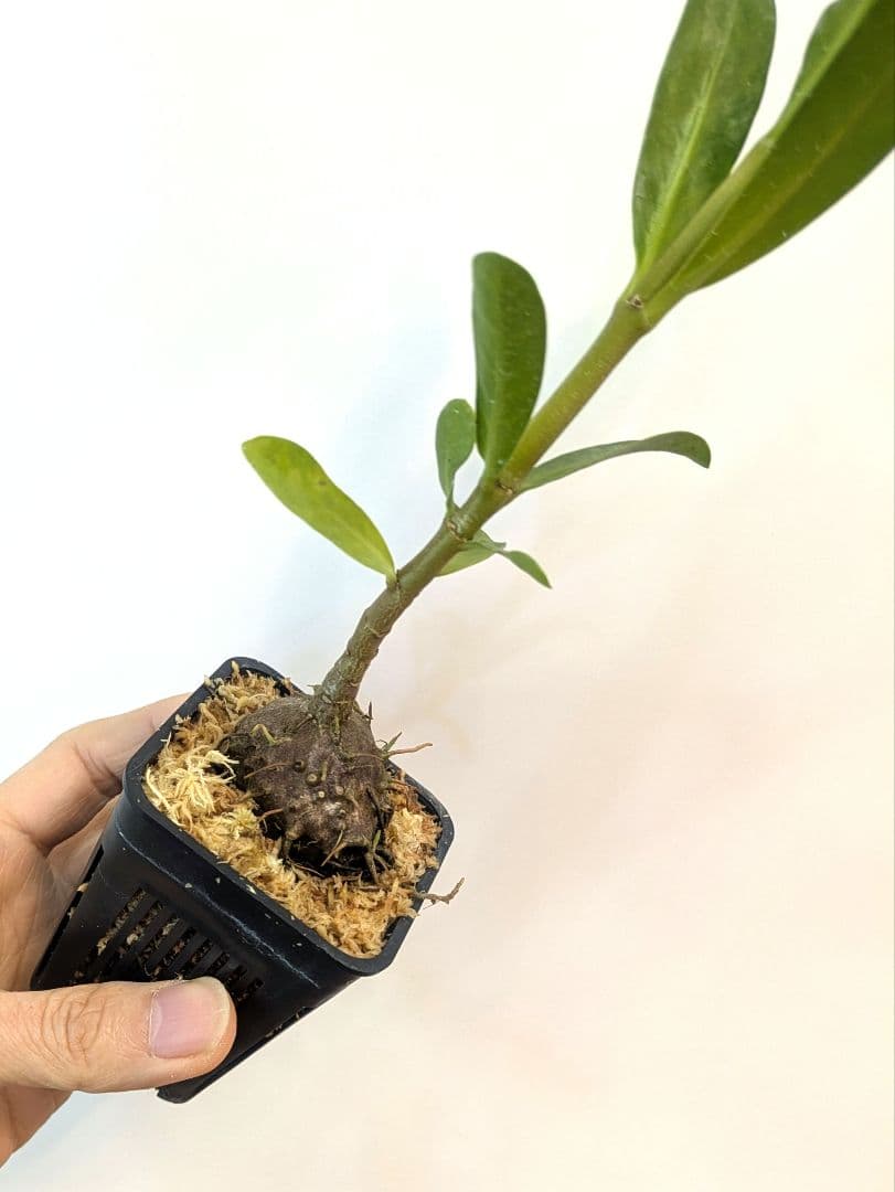 ミルメフィツム セレビクム ブキドノン マライバライ アリ植物