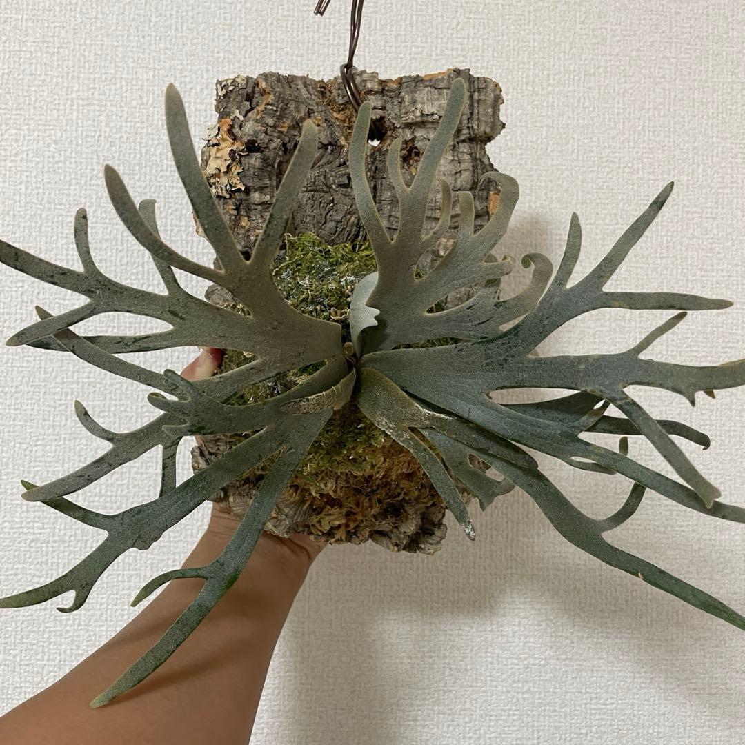 やま P. Willinckii Jenny TC