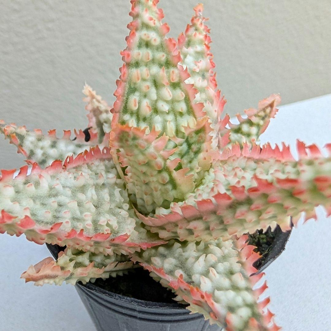 多肉植物 アロエ テンプラハイブリッド(実生苗です) - メルカリ