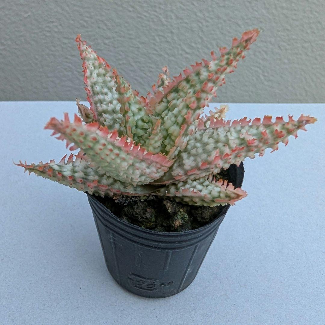 多肉植物 アロエ テンプラハイブリッド(実生苗です) - メルカリ