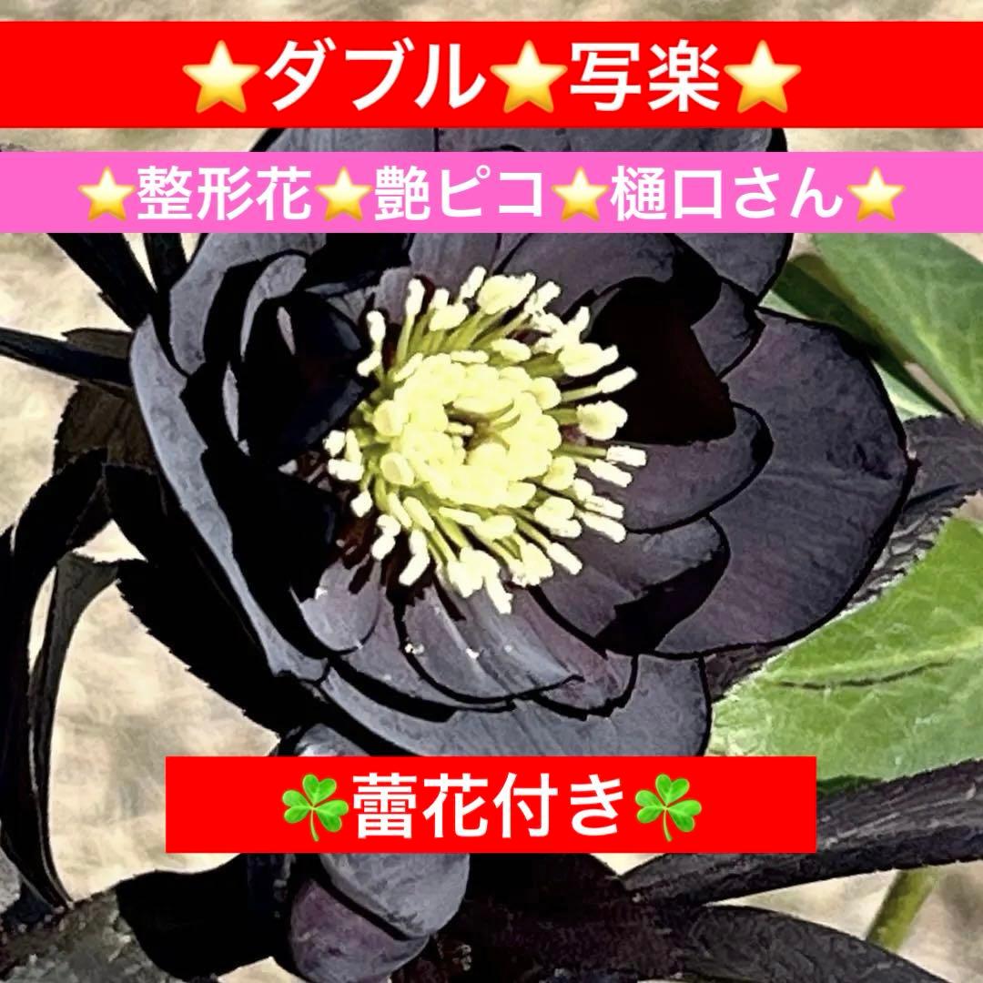 プ*ア様 3489☘️蕾花付き☘️⭐️ダブル⭐️写楽⭐️整形花⭐️艶ピコ⭐️樋口