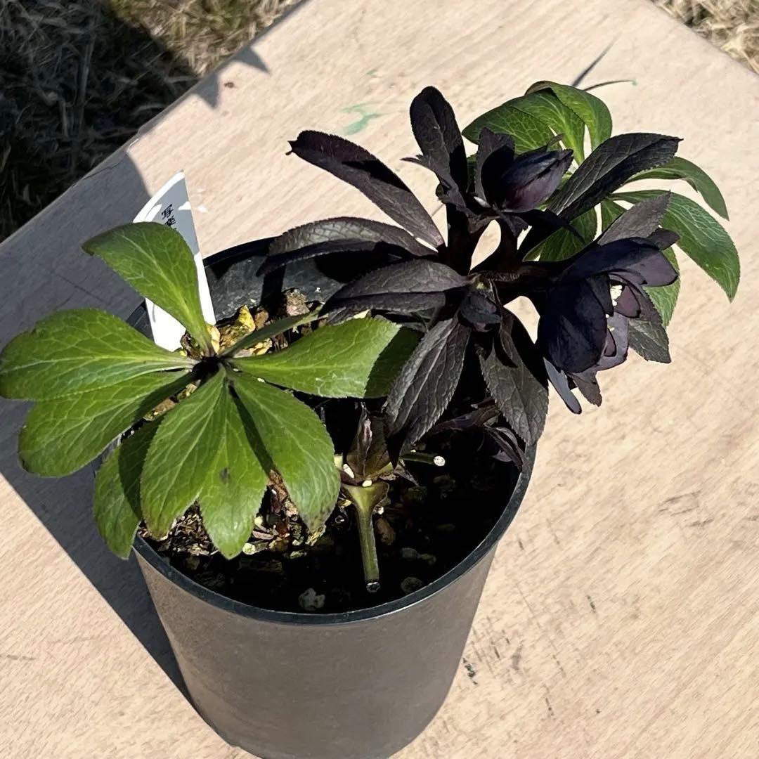 プ*ア様 3489☘️蕾花付き☘️⭐️ダブル⭐️写楽⭐️整形花⭐️艶ピコ⭐️樋口