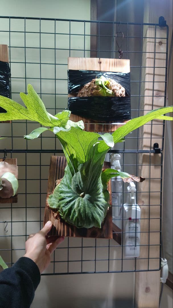 ビカクシダ　スパーバム