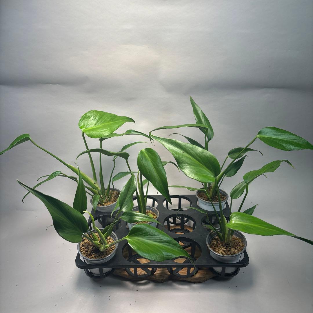 S*a様 5株セットL038 モンステラ バールマルクスフレーム