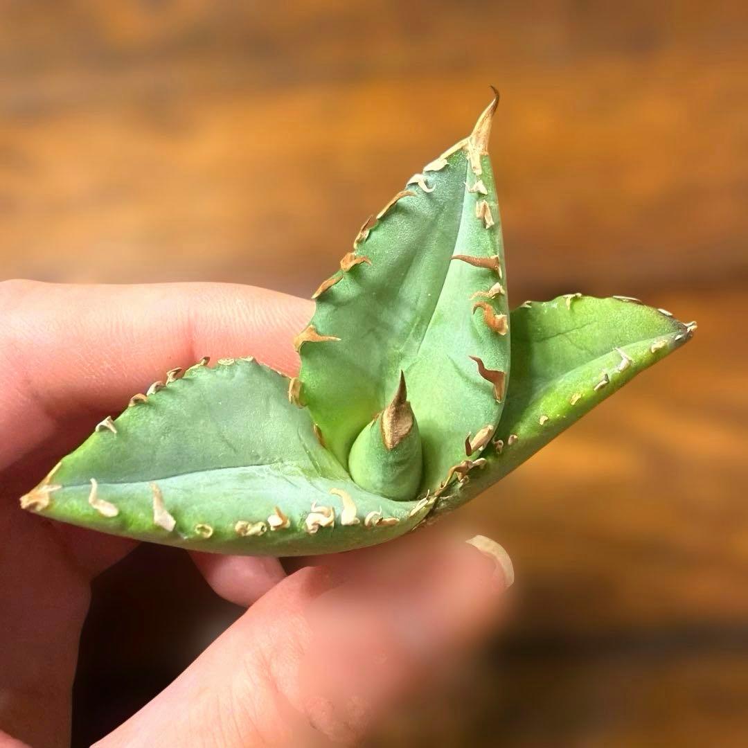 幽*遊様 選抜 アガベ オテロイ 実生 | 厚葉・強鋸歯・ワイルド - メルカリ