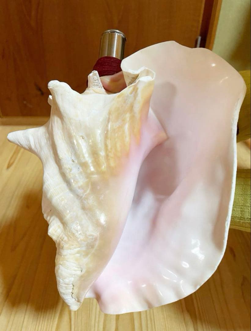 希少　桃色法螺貝（ピンク貝）法螺貝　ほら貝　ホラガイ　コンク貝笛　コンクシェル 古代桃色法螺貝（ピンク貝）法螺貝 ほら貝 ホラガイ の通販 by iina's