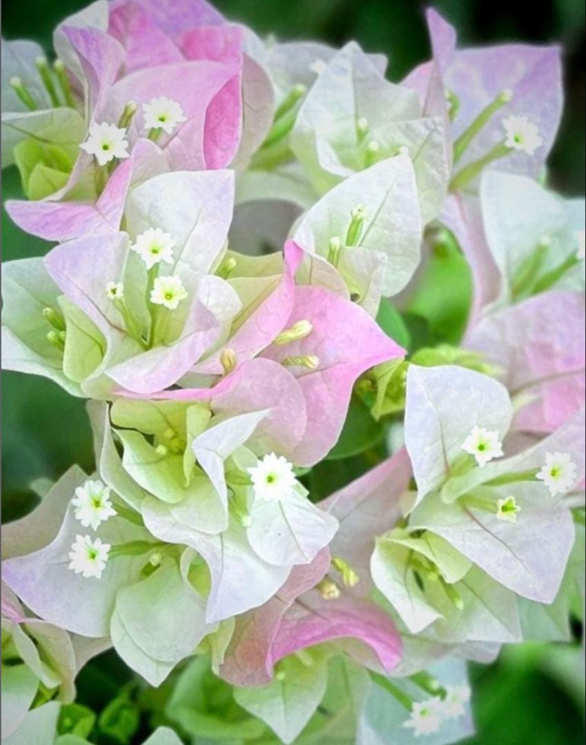 ブーゲンビリア　大株　海外種　三色変色　花蕾多数付き