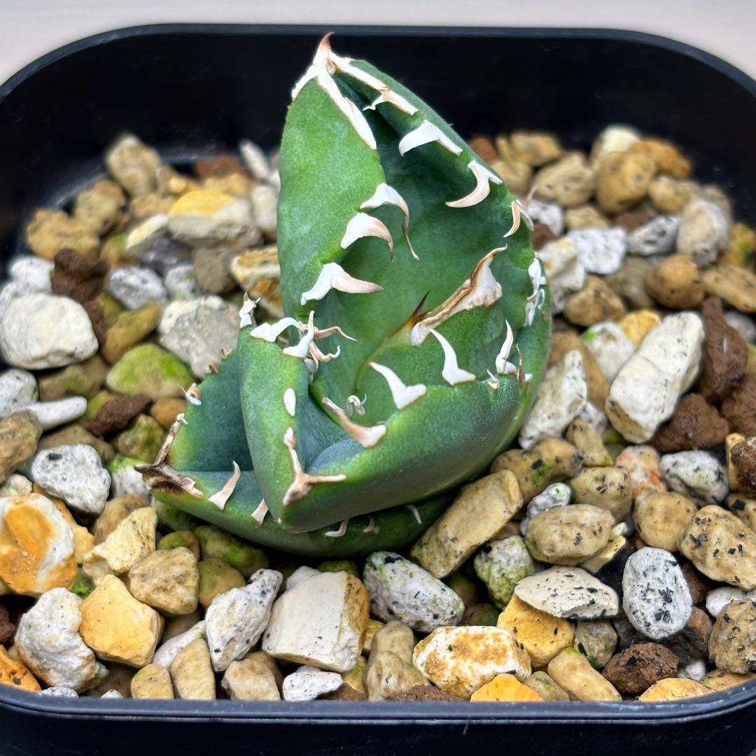 アガベ 追星 cok-cg01 子株 - メルカリ