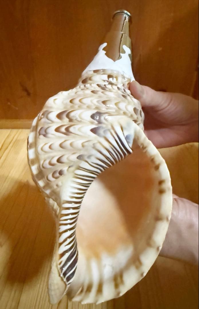 コンパクト修験道法螺貝 山伏 密教 魔除け 熊よけ❣️ホラガイ ほら貝