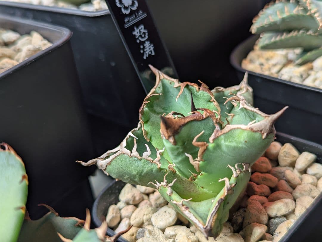 ちかさん専用（怒涛、惡魔）