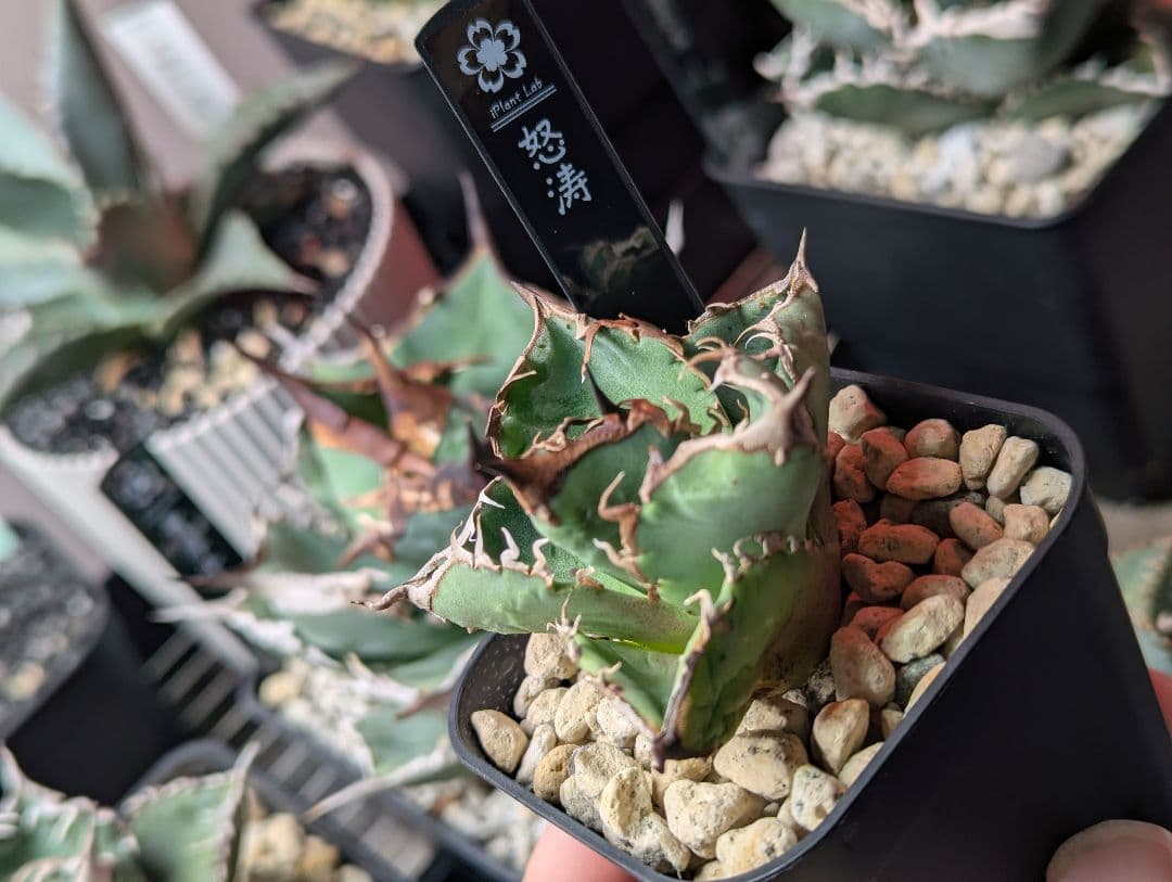 ちかさん専用（怒涛、惡魔）