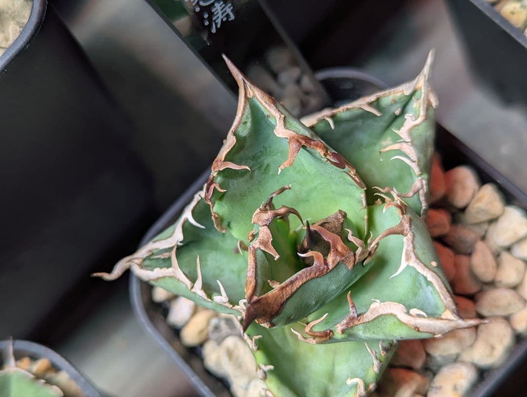 ちかさん専用（怒涛、惡魔）