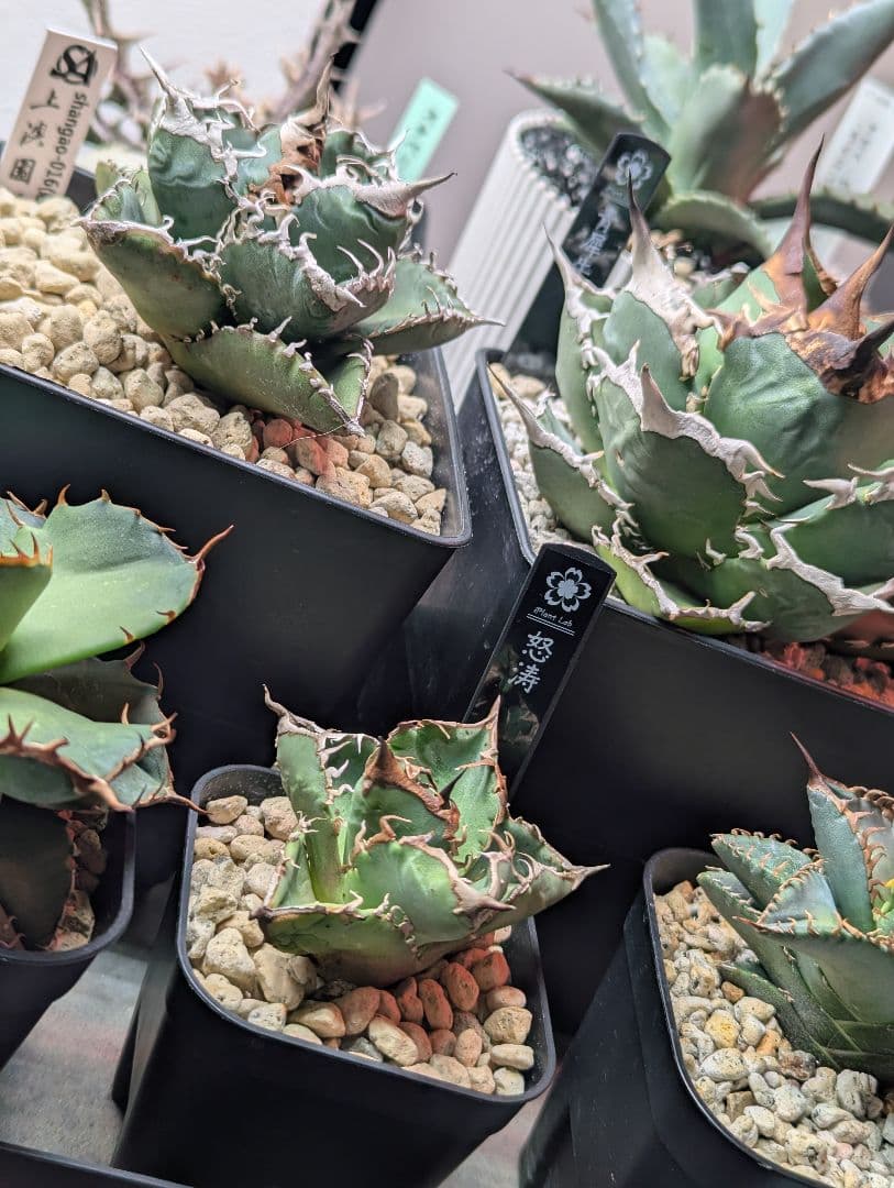 ちかさん専用（怒涛、惡魔）