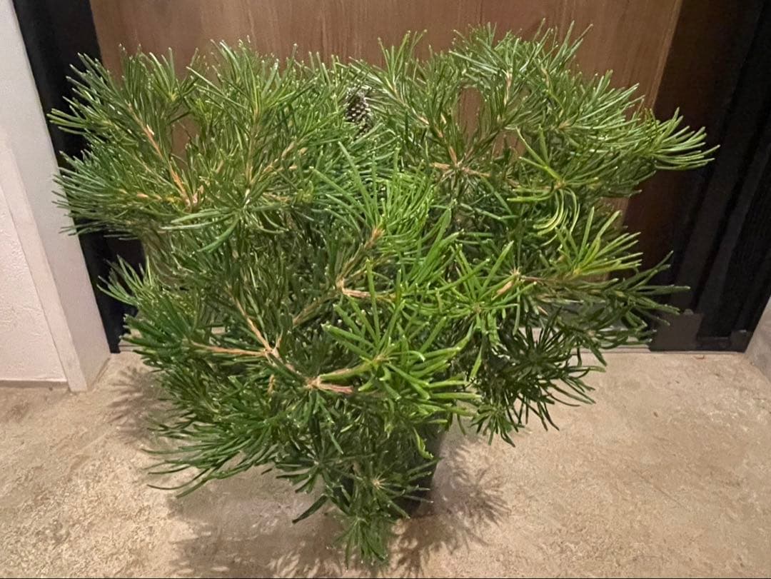 超美株　バンクシア　バースデーキャンドル　W約48cm