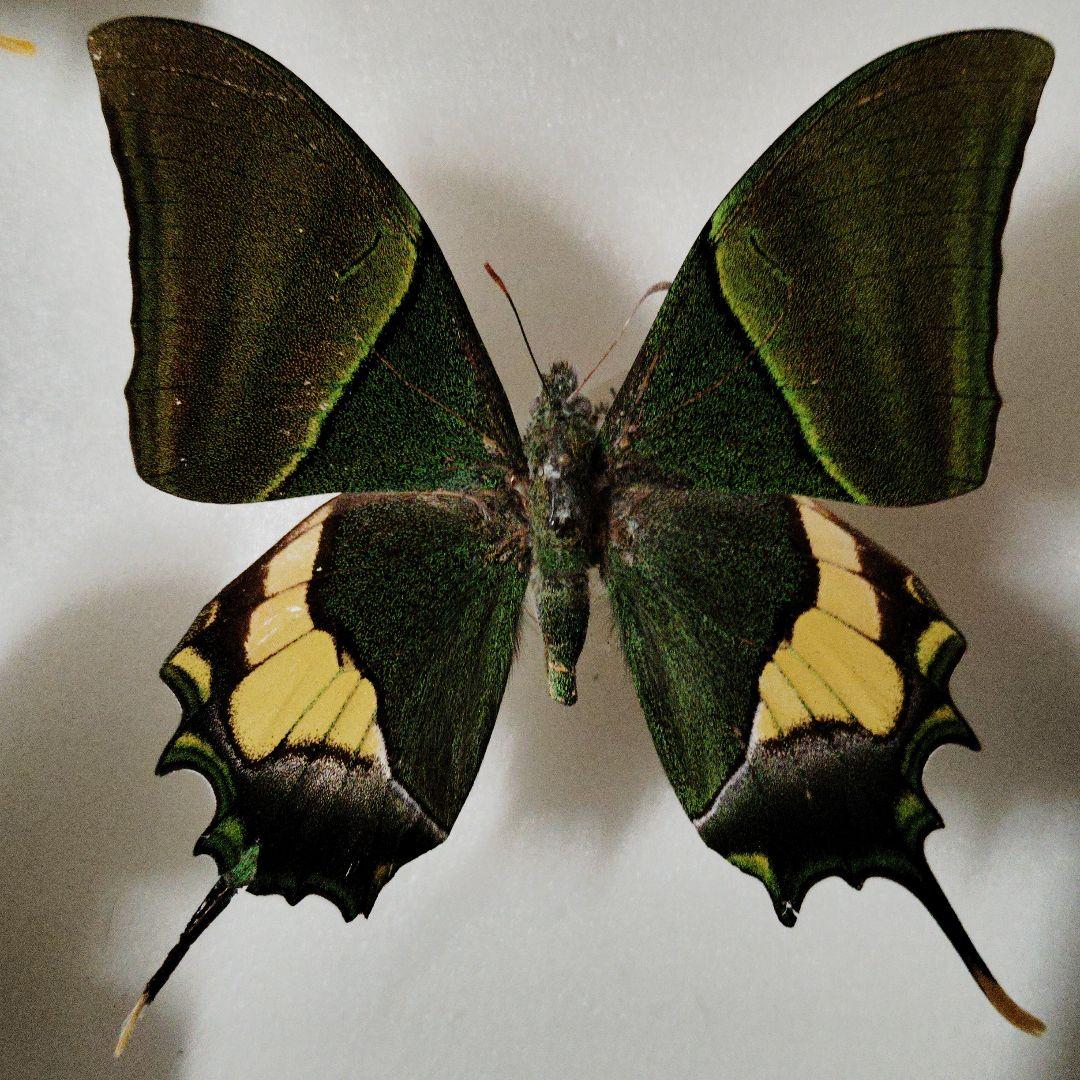 ミャンマー産 テングアゲハ 蝶標本 Yahoo!オークション - 蝶 三角紙標本 ベトナム北部産 テングアゲハ♂