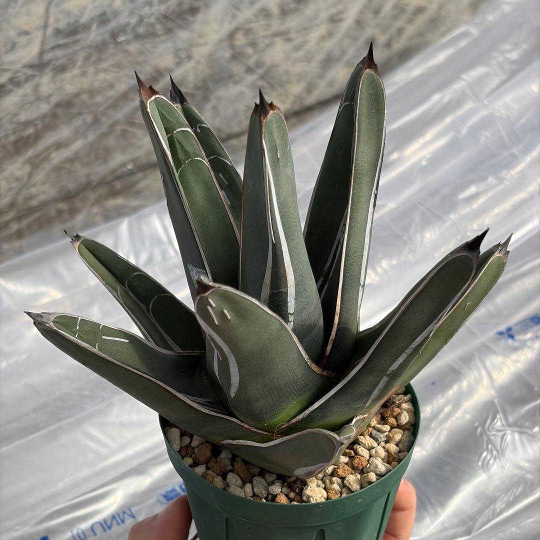 アガベ 笹吹雪　ニッケルシー